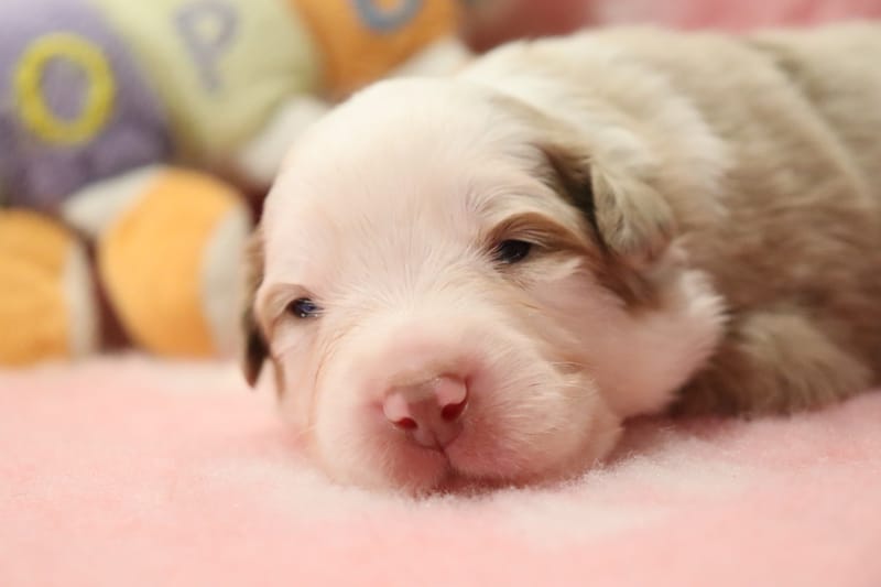 Male rouge merle 1 - Shadow - 1550€ 