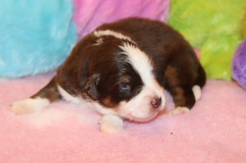 Male rouge tricolore - Spike - 1250€ 