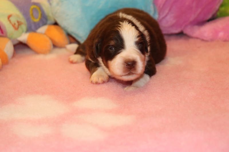 Male rouge tricolore - Spike - 1250€ 