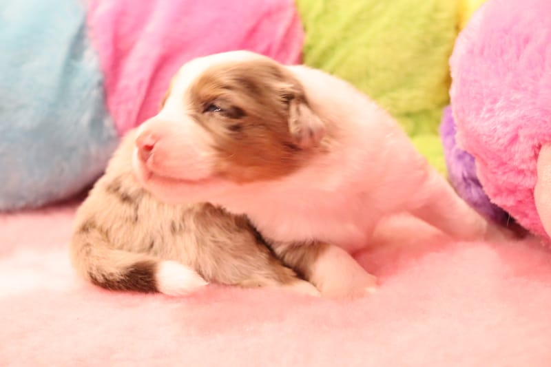 Male rouge merle 3 -TAO- 1550€ 