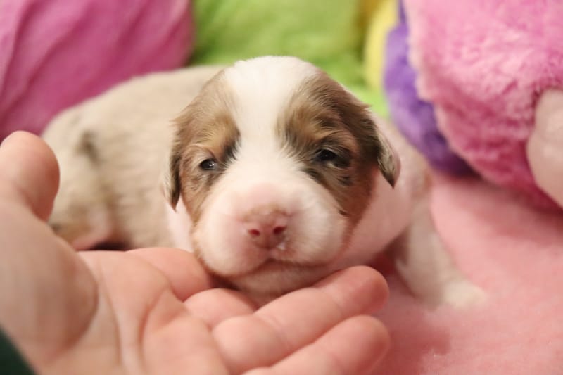 Male rouge merle 3 -TAO- 1550€ 