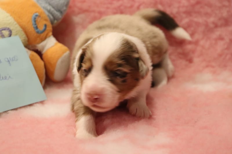 Male rouge merle 3 -TAO- 1550€ 