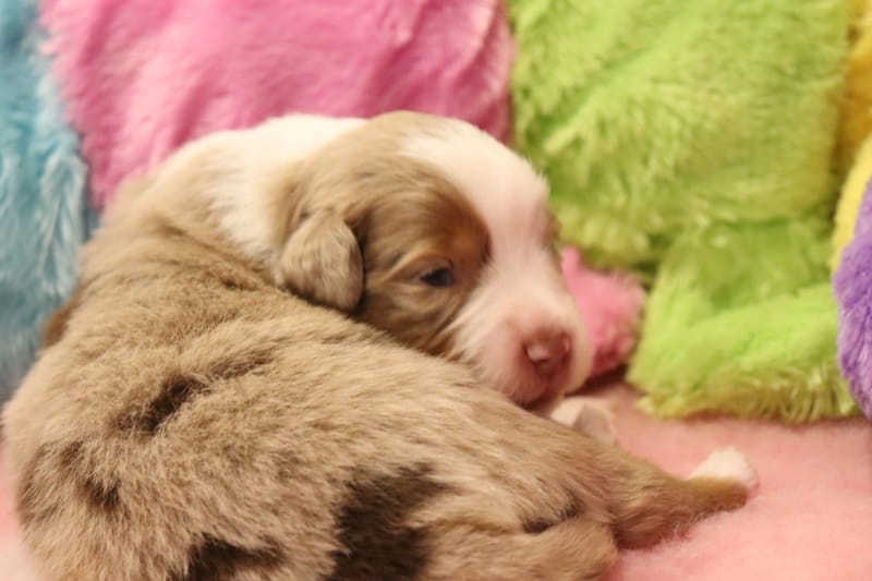 Male rouge merle 2 - - 1550€