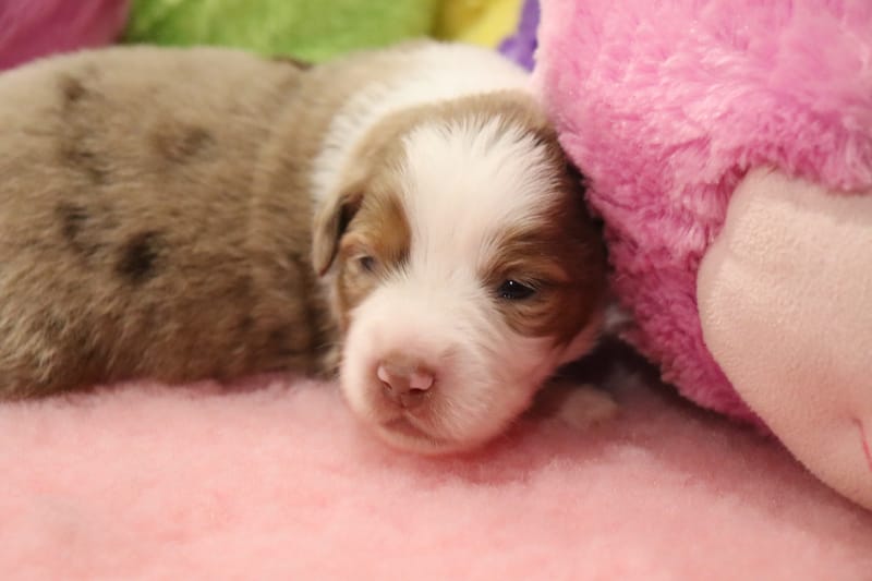 Male rouge merle 2 - - 1550€