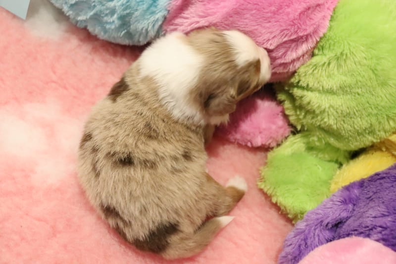 Male rouge merle 2 - - 1550€