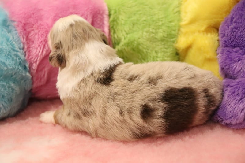 Femelle rouge merle 3 - Willow-1650€ 