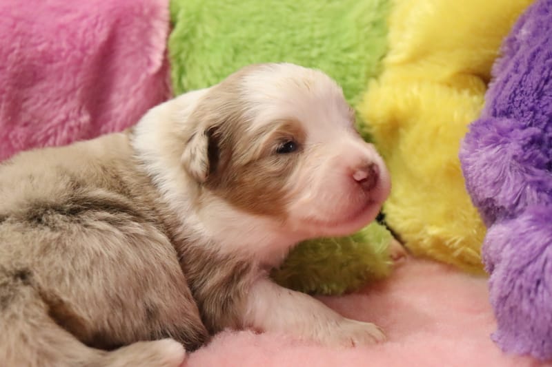 Femelle rouge merle 3 - Willow-1650€ 