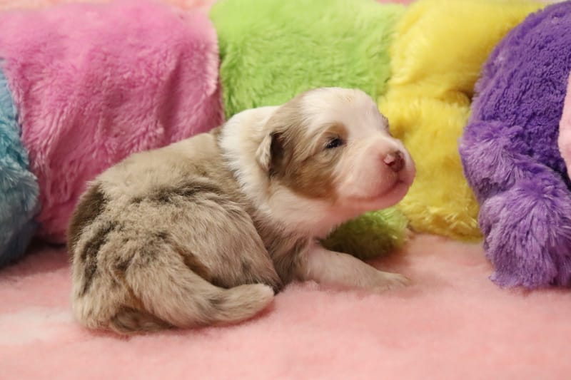 Femelle rouge merle 3 - Willow-1650€ 