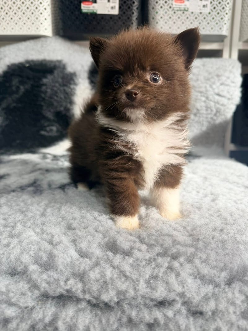 Salameche- male chocolat et blanc  1000€ 