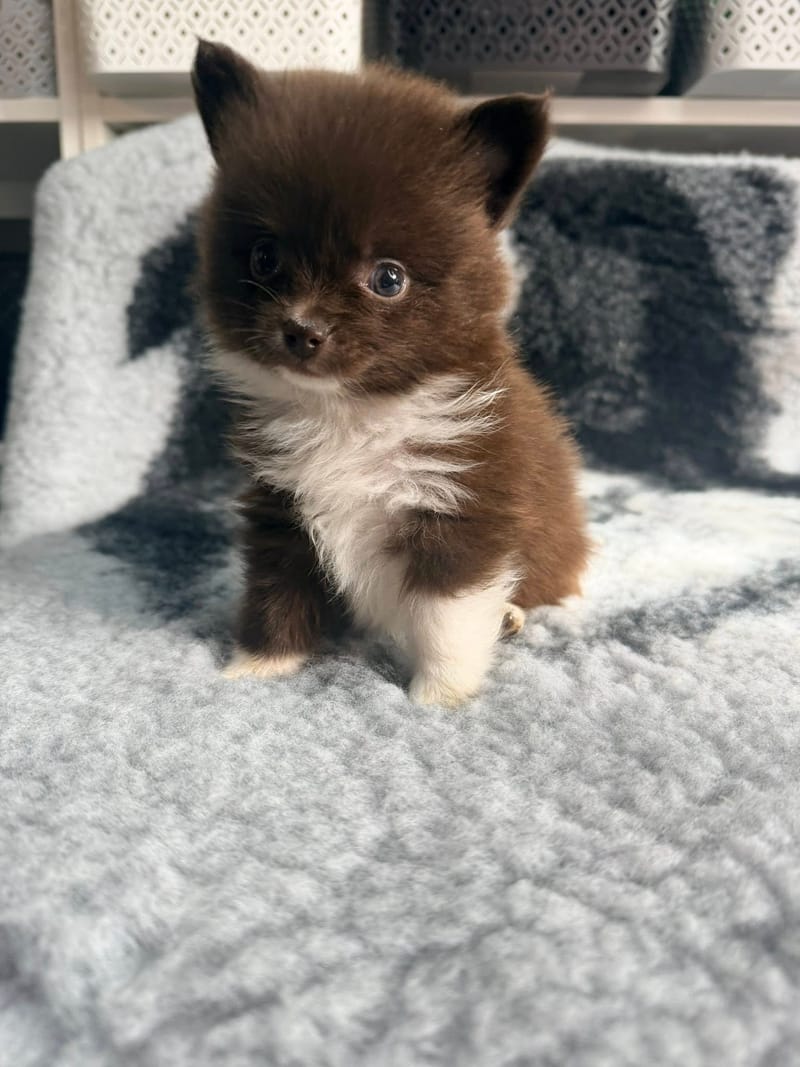 Salameche- male chocolat et blanc  1000€ 