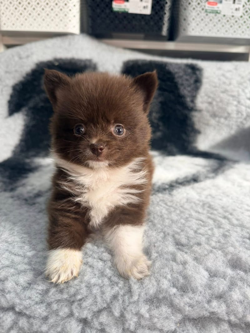 Salameche- male chocolat et blanc  1000€ 