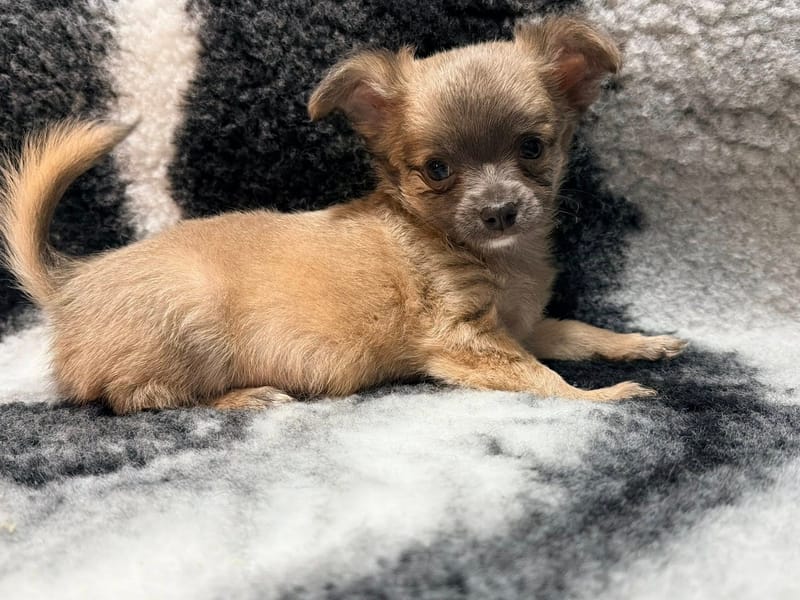 Pixel male bleu fawn 