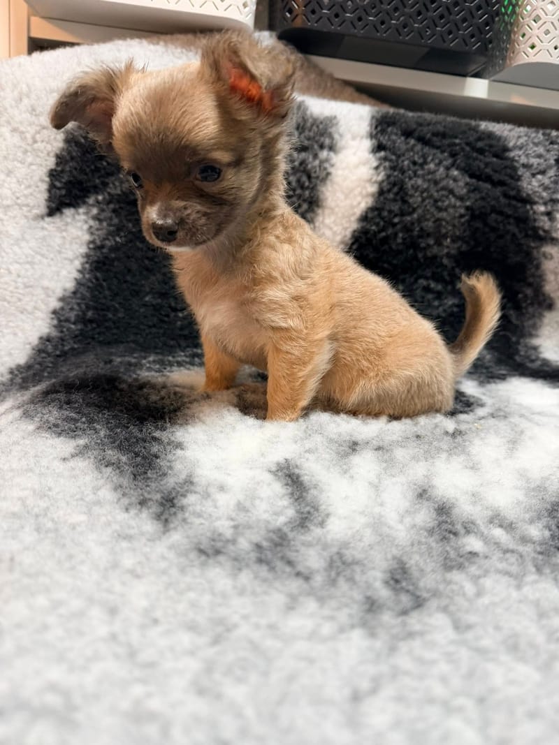 Pixel male bleu fawn 