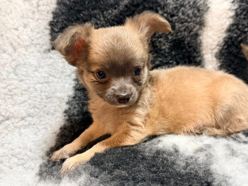 Pixel male bleu fawn 