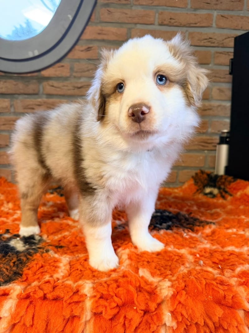 Male rouge merle 1 - Shadow - 1550€ 
