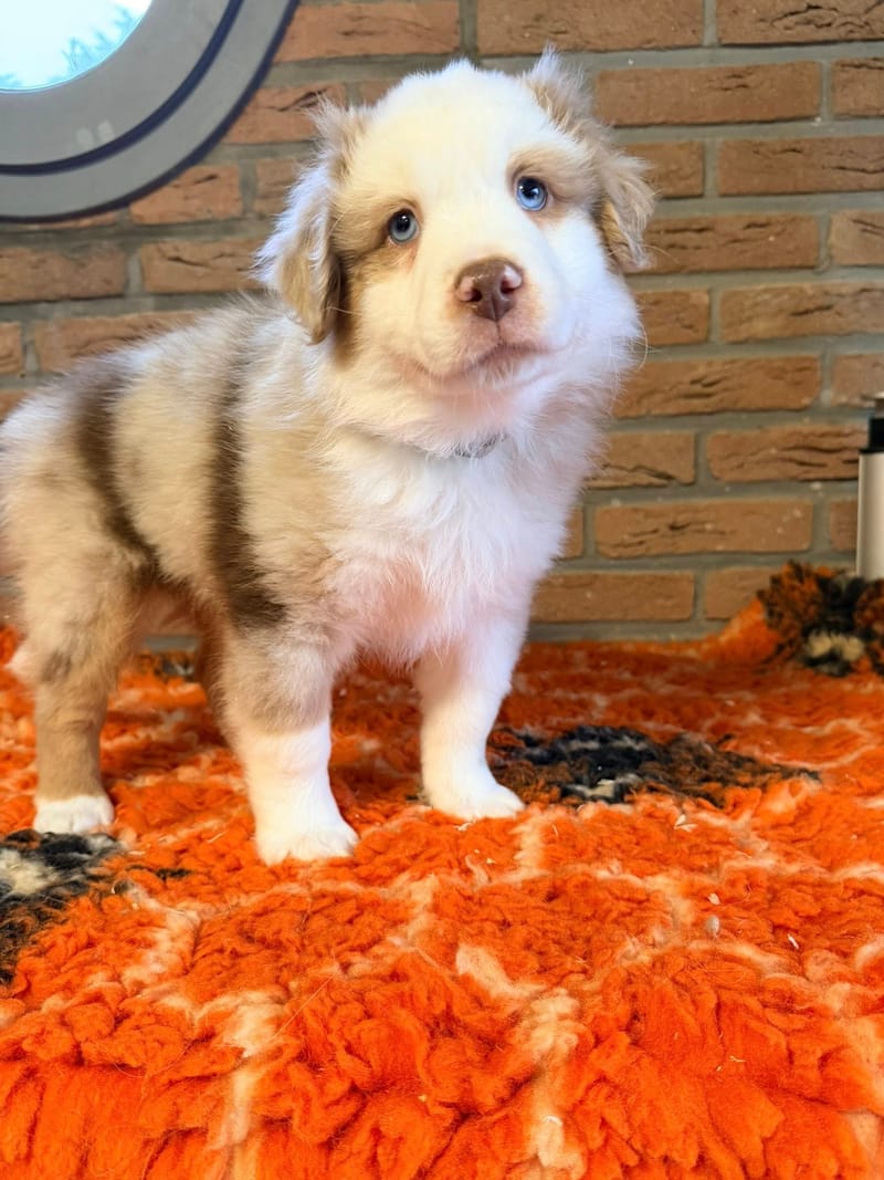 Male rouge merle 1 - Shadow - 1550€ 