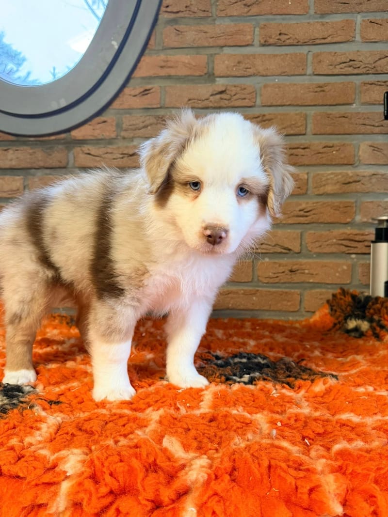 Male rouge merle 1 - Shadow - 1550€ 