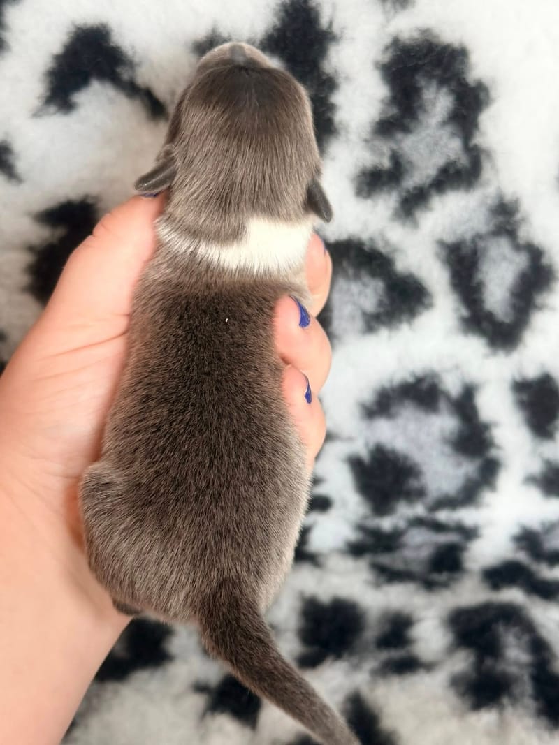 Balto - Male bleu  et blanc - 1100€ 