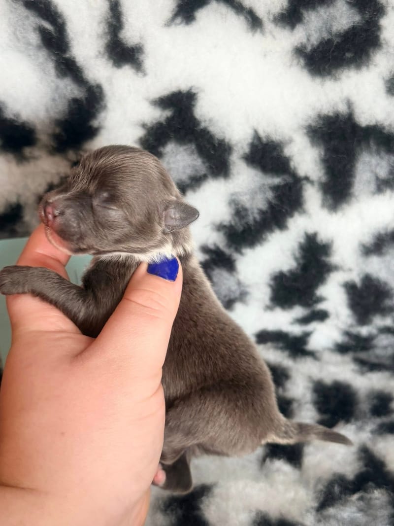 Balto - Male bleu  et blanc - 1100€ 