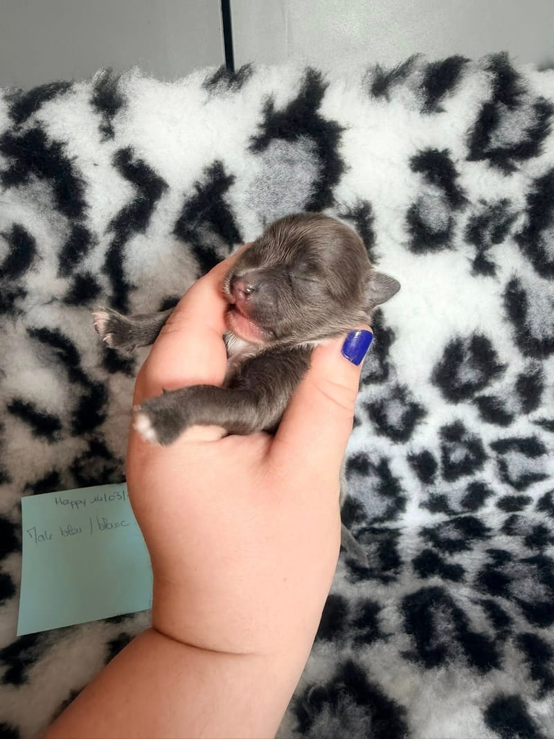 Balto - Male bleu  et blanc - 1100€ 