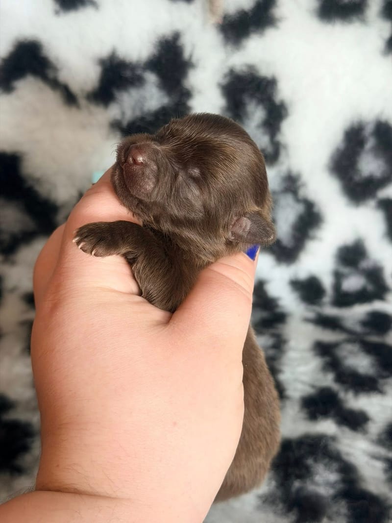 Brownie - Male chocolat et blanc - 1000€ 