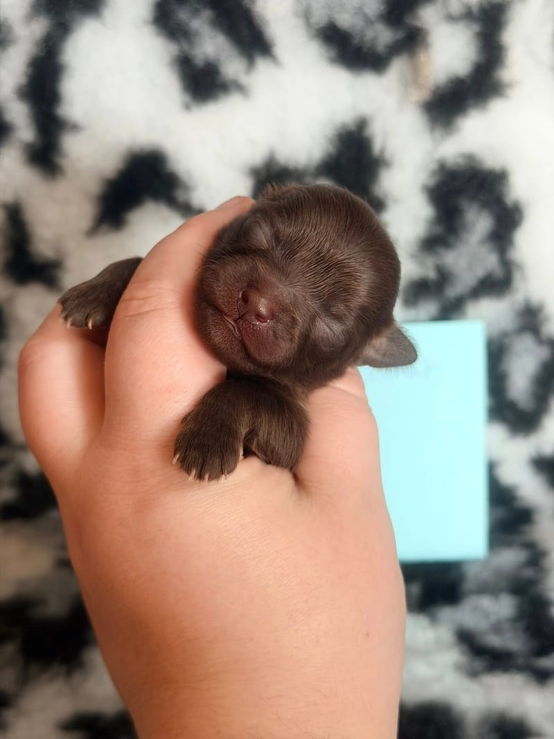 Brownie - Male chocolat et blanc - 1000€ 