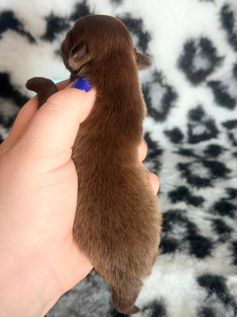 Brownie - Male chocolat et blanc - 1000€ 