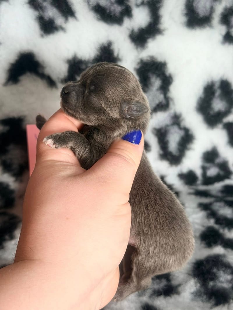 Boo -  Femelle bleu - 1200€ en option 