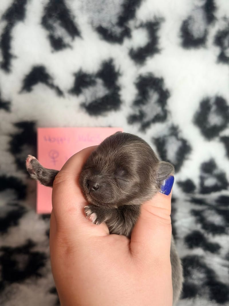 Boo -  Femelle bleu - 1200€ en option 