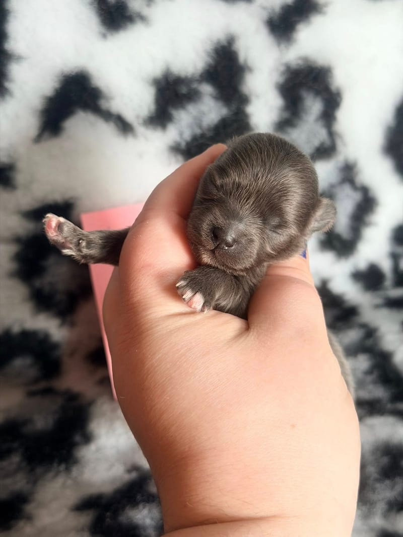 Boo -  Femelle bleu - 1200€ en option 