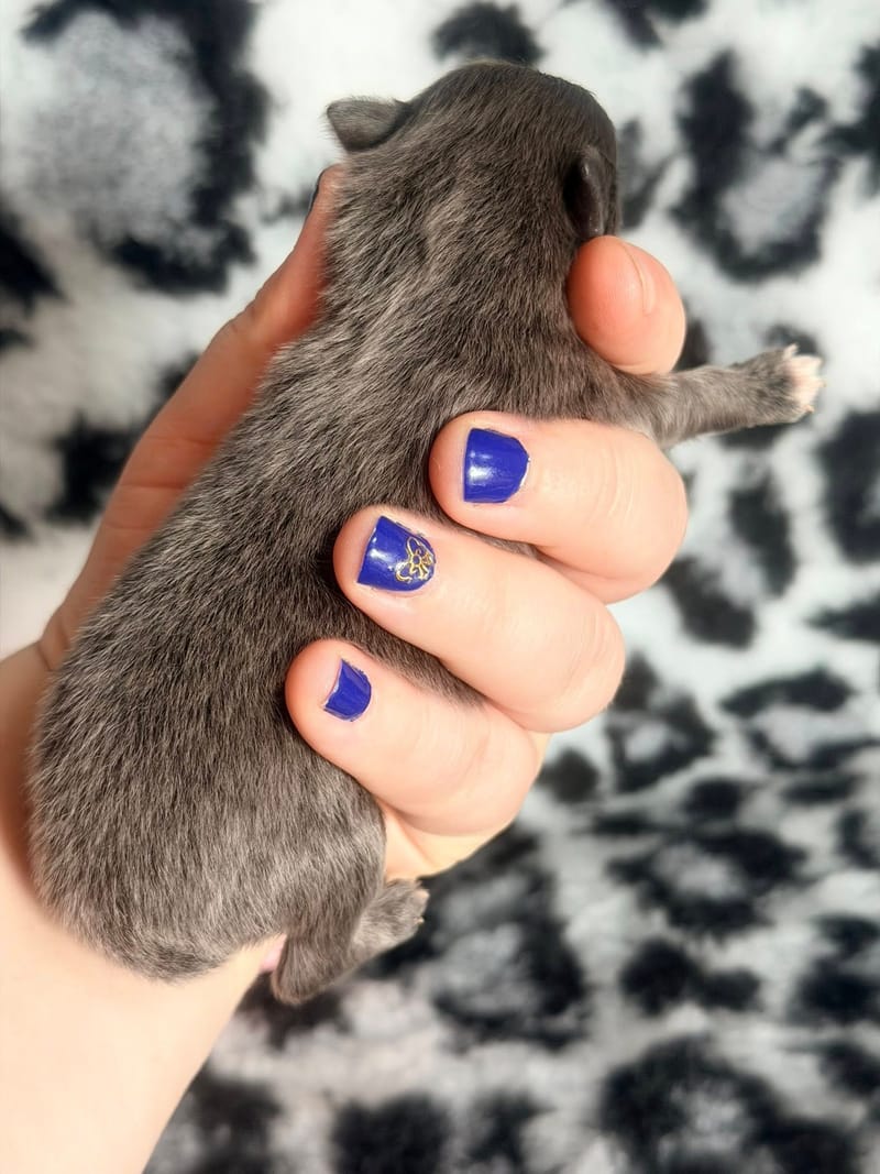 Boo -  Femelle bleu - 1200€ en option 