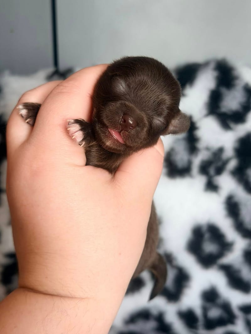 Beki - Femelle chocolat - 1050€ 