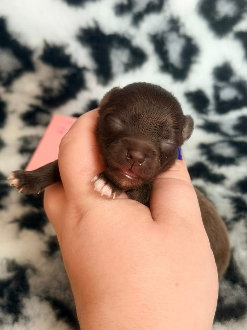 Beki - Femelle chocolat - 1050€ 