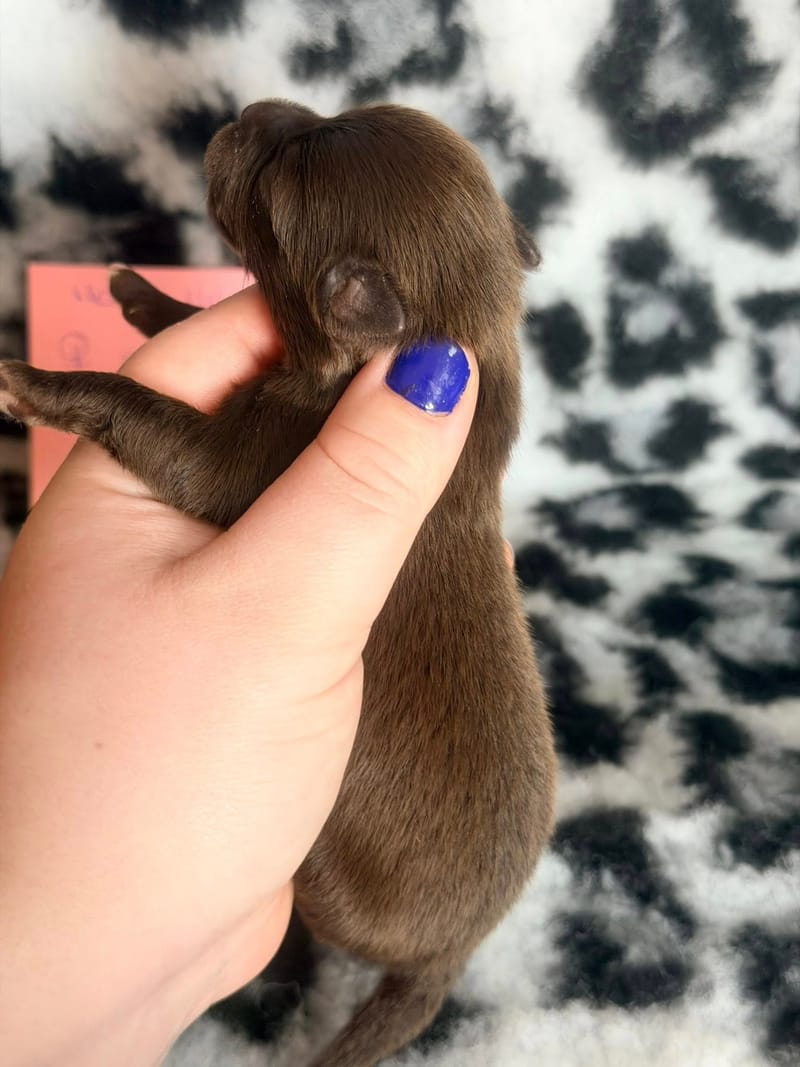 Beki - Femelle chocolat - 1050€ 