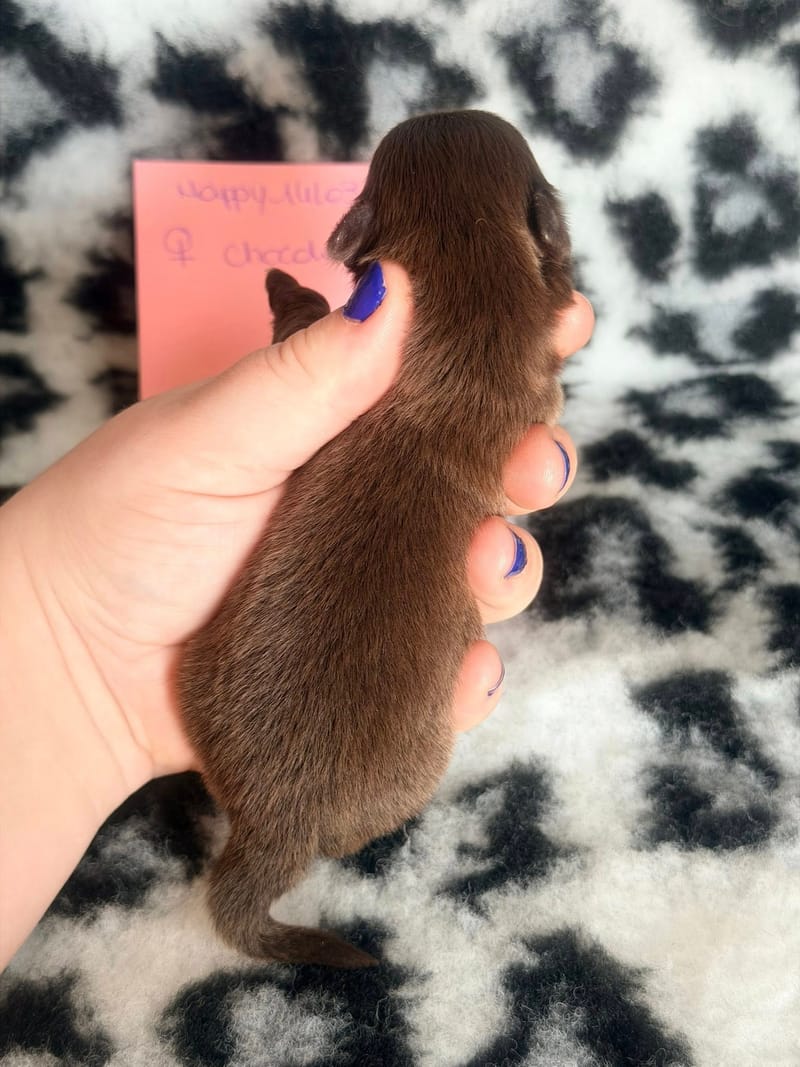 Beki - Femelle chocolat - 1050€ 