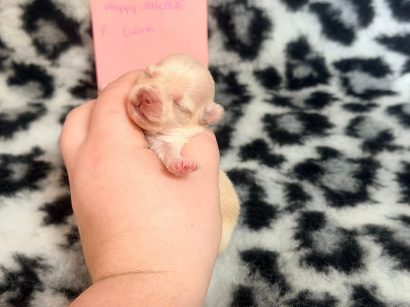 Browklyn - Femelle créme - 1050€ 