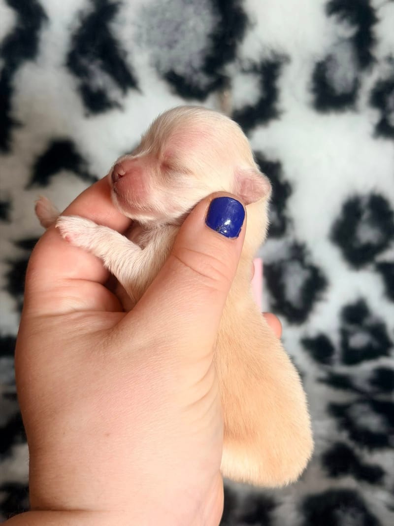 Browklyn - Femelle créme - 1050€ 