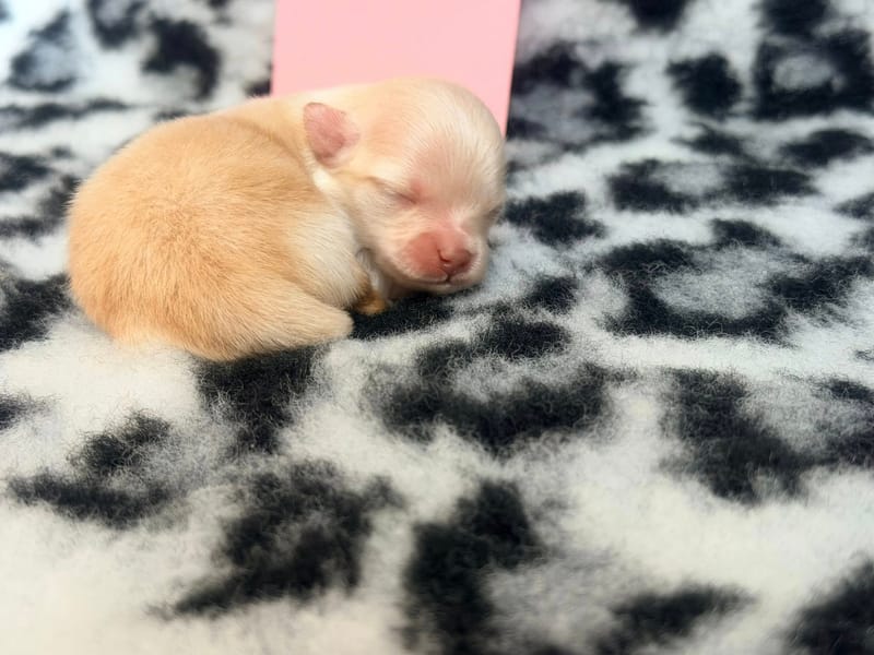 Browklyn - Femelle créme - 1050€ 