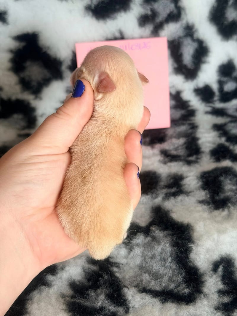 Browklyn - Femelle créme - 1050€ 