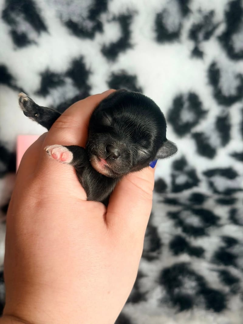 Baghera - femelle noir et blanche - 1050€ 