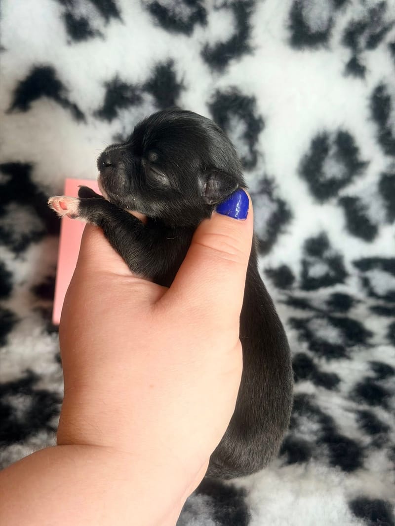 Baghera - femelle noir et blanche - 1050€ 