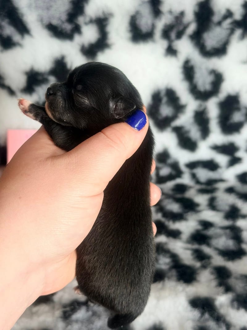 Baghera - femelle noir et blanche - 1050€ 