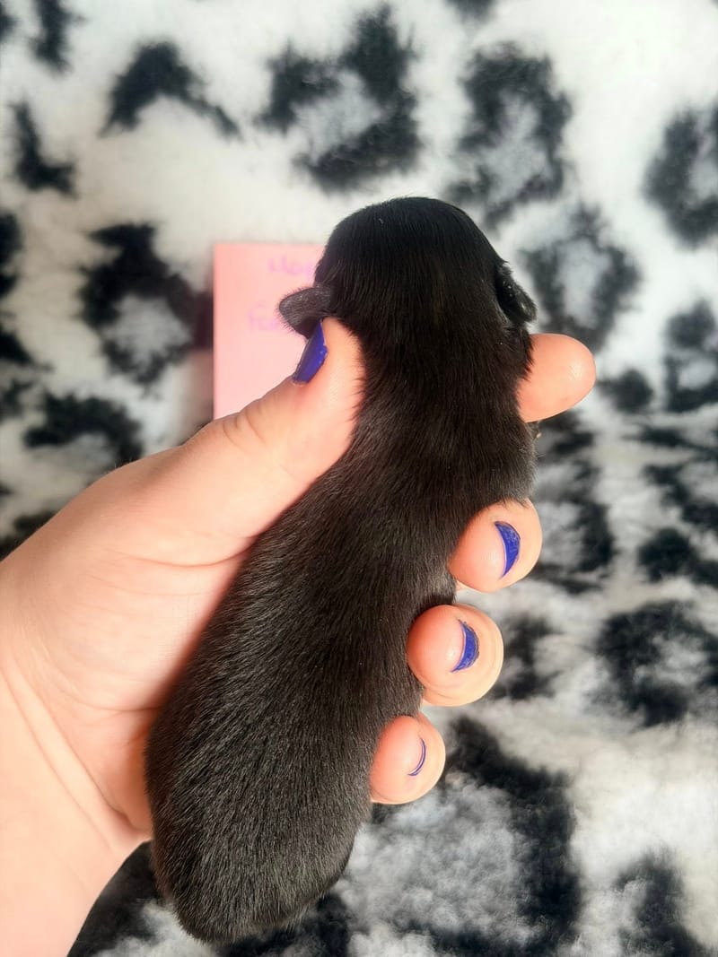 Baghera - femelle noir et blanche - 1050€ 