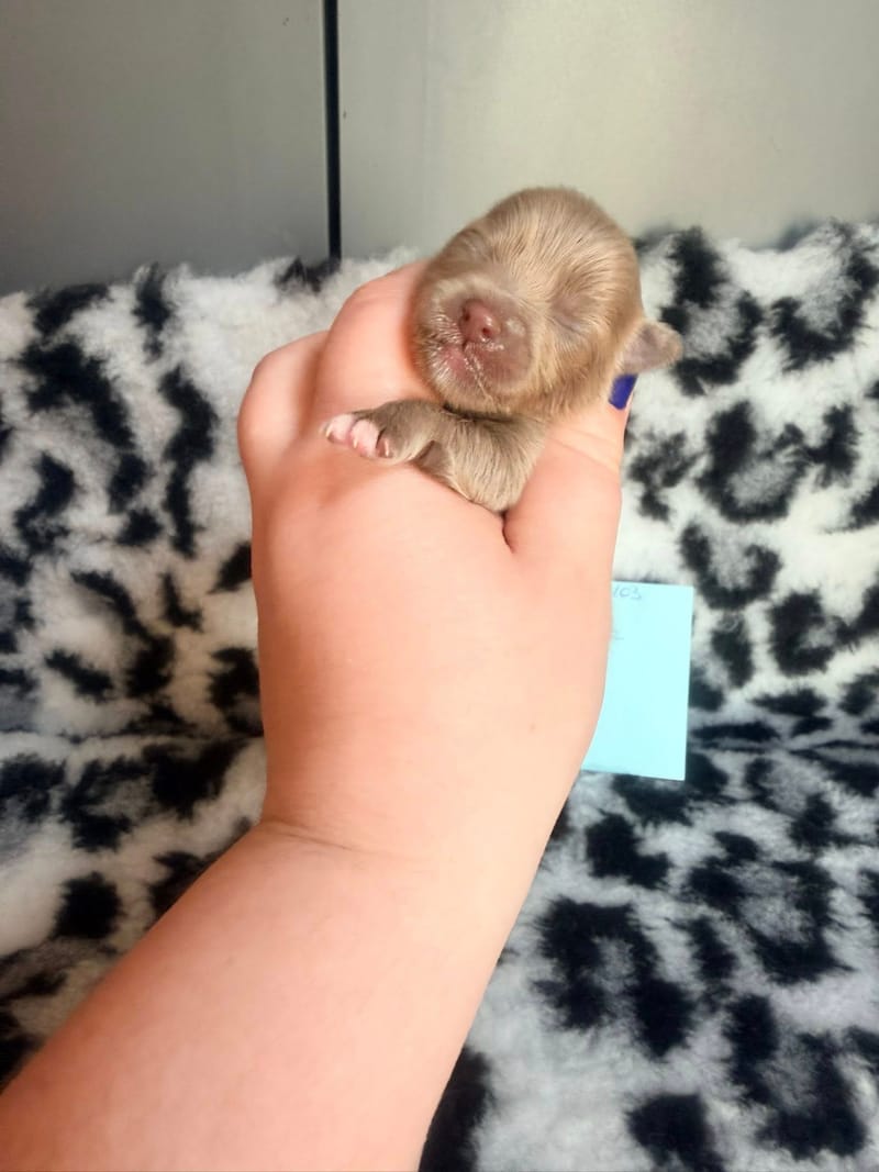 Basile - Mâle lavande - 1100€