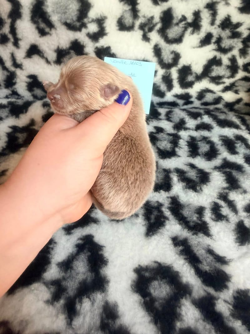 Basile - Mâle lavande - 1100€