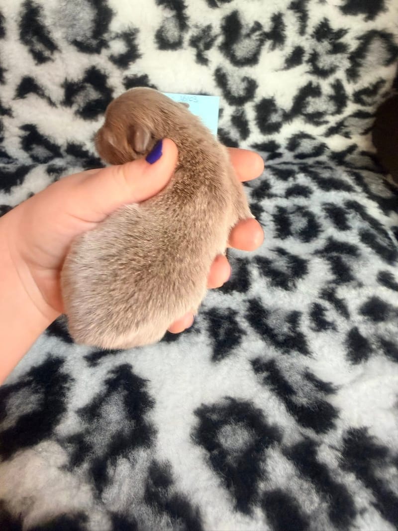 Basile - Mâle lavande - 1100€