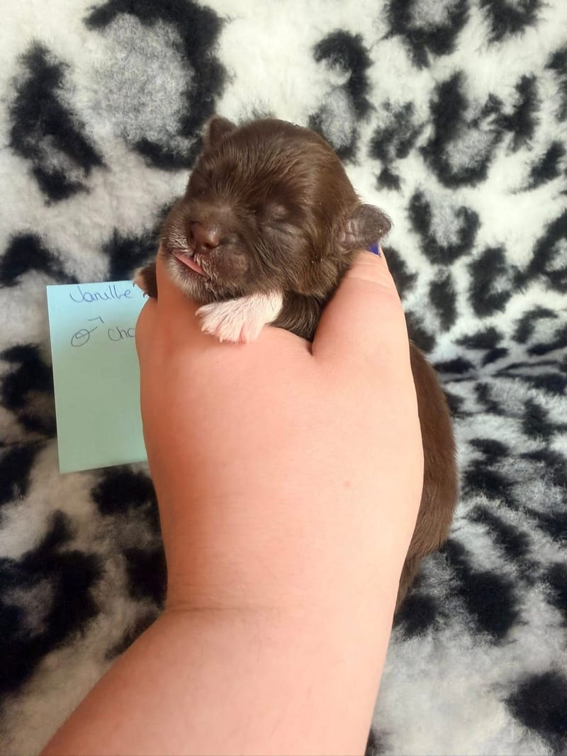 Baileys - Mâle chocolat et blanc 1000€ 