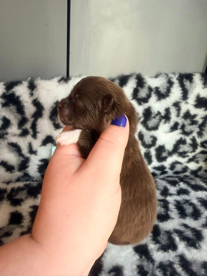 Baileys - Mâle chocolat et blanc 1000€ 