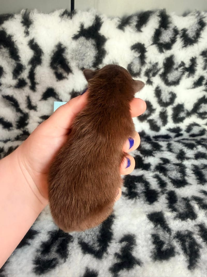 Baileys - Mâle chocolat et blanc 1000€ 