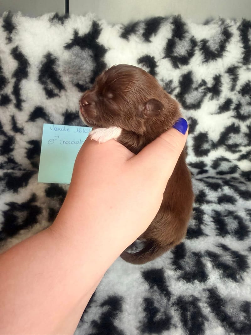 Baileys - Mâle chocolat et blanc 1000€ 